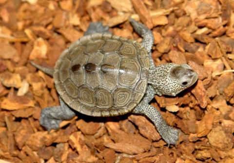 Baby Northern Diamondback Terrapins for sale