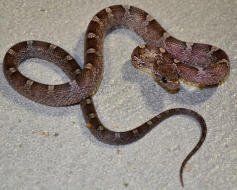 Baby Granite Cornsnakes